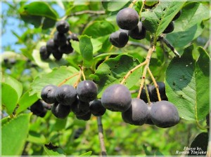 chernoplodnaya-ryabina