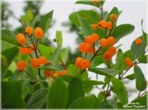 Волчья ягода