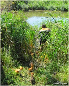 kotyata-s-koshkoy-v-ojidanii