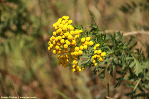 Ядовитая пижма