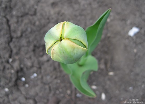 Бутон тюльпана