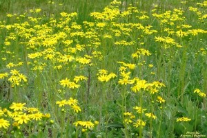 Поляна ромашек