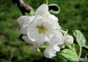 Цветок яблока