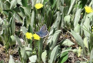 Синяя бабочка