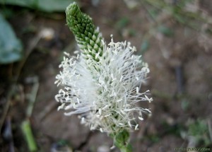 Подорожник