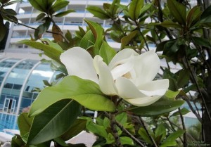 Магнолия
