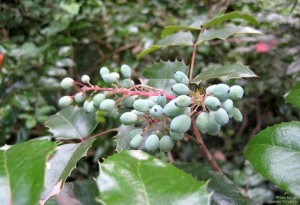 Ягоды созревают