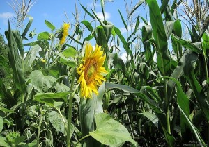 Летний пейзаж в поле