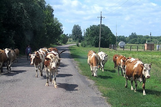 Коровы на выпасе