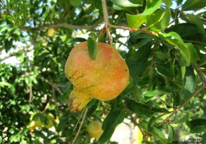 Гранат без косточек