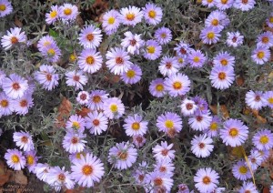 Цветущая осень