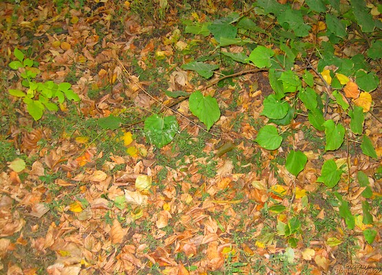 Опавшие листья