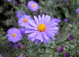 Осеннее макро