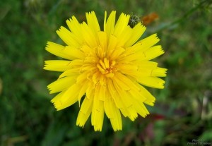 Яркий цветок