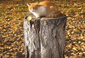 Осенний кот