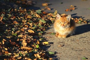 Рыжий котёнок у опавших листьев