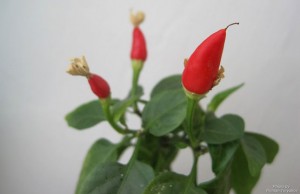 Красный перец