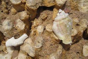 На берегу красного моря