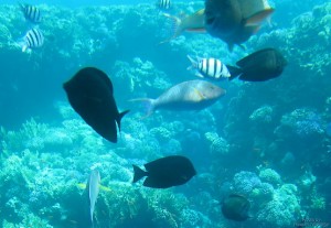 В красном море