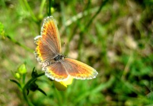 Портрет бабочки