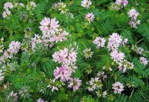 Цветов много не бывает