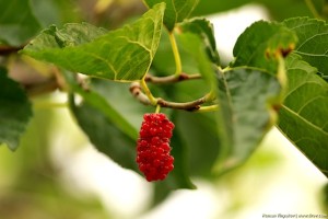 Красный тутовник на ветке