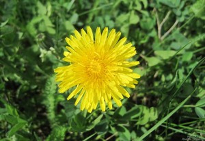 Очередной одуванчик
