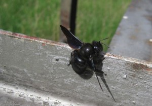 Пчела плотник