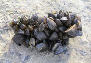 Шишка из моллюсков