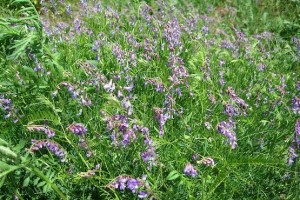 Весенняя трава