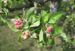 Яблоня за миг до цветения