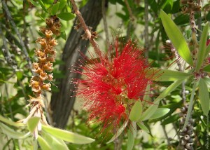 Красивотычиночник отцветает