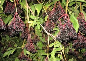 Полезная ягода