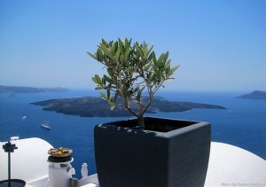 Оливковое дерево на фоне вулкана