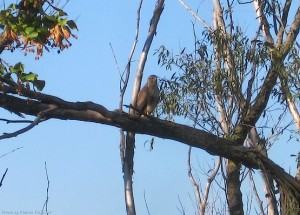 Кобчик на ветке