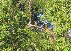 Кобчик в зарослях