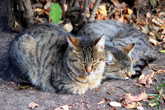 Кошки дремлют под кустом