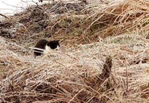 Кот на охоте в заледеневшей траве
