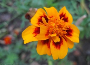 Яркий чернобрывец