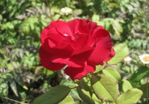 Красная роза