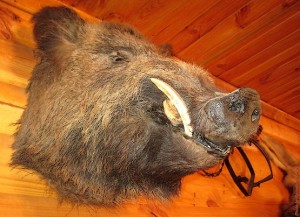 Голова вепря