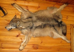 Шкура волка