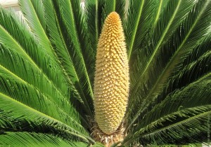 Растение с Крита