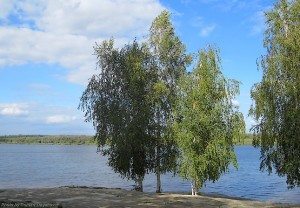 Берёзы у воды