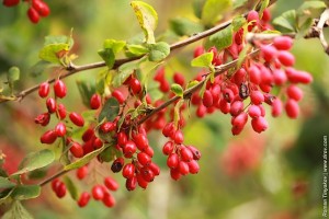 Ягоды барбариса