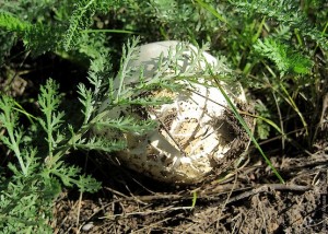 Круглый гриб