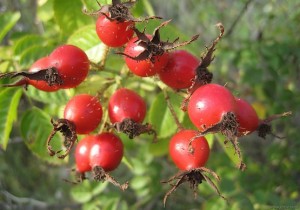 Ягоды шиповника