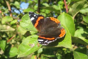 Бабочка адмирал