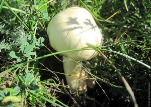 Глазастый гриб