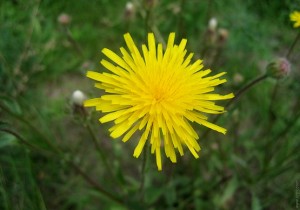 Тепло бабьего лета